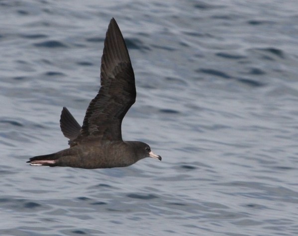 Flesh-footed Shearwater